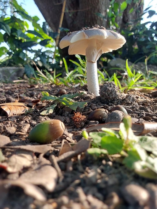 kj mushroom